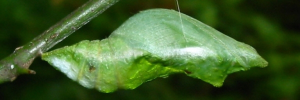 Pupae Side of Orchard Swallowtail - Papilio aegeus aegeus